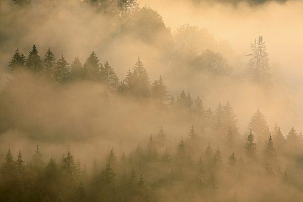 Wald, Nebelstimmung bei Sonnenaufgang, Knopfmacherfelsen, Fridingen, Naturpark Obere Donau, Baden-Württemberg, Deutschland, Europa