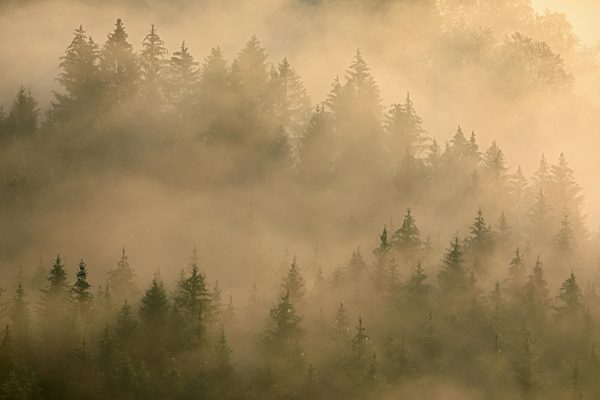 Wald, Nebelstimmung bei Sonnenaufgang, Knopfmacherfelsen, Fridingen, Naturpark Obere Donau, Baden-Württemberg, Deutschland, Europa