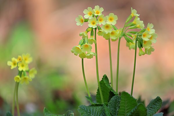 Echte Schlüsselblume (Primula veris), Frühblühler, Naturpark Obere Donau, Baden-Württemberg, Deutschland, Europa