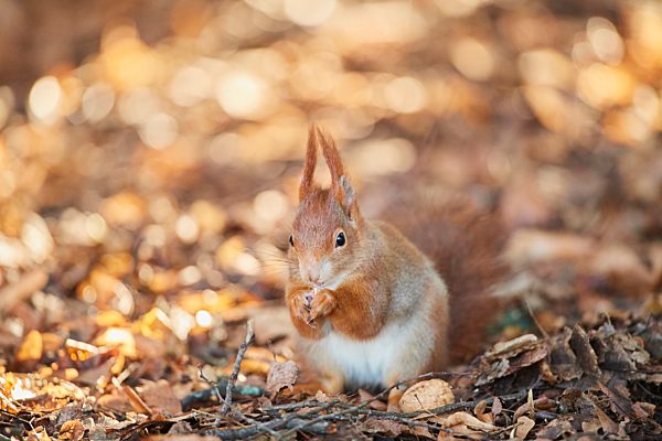 Europäisches Eichhörnchen (Sciurus vulgaris) am Waldboden, Bayern, Deutschland, Europa