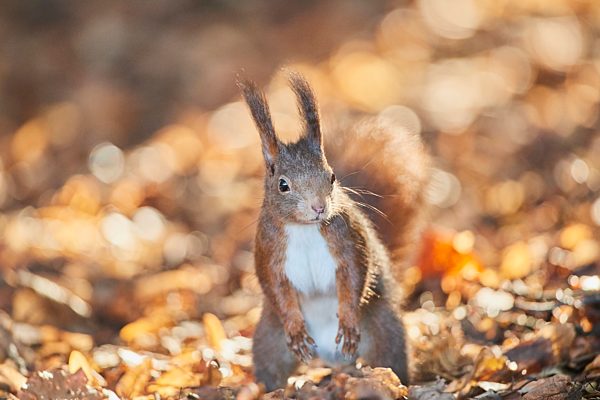 Europäisches Eichhörnchen (Sciurus vulgaris) am Waldboden, Bayern, Deutschland, Europa