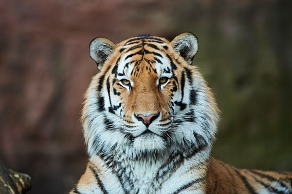 Königstiger (Panthera tigris tigris), Porträt, captive, Deutschland, Europa