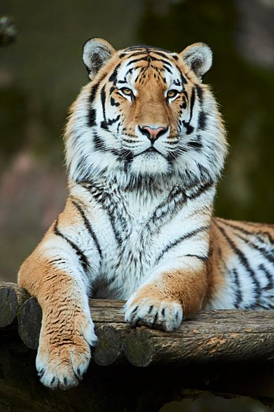 Königstiger (Panthera tigris tigris), captive, Deutschland, Europa