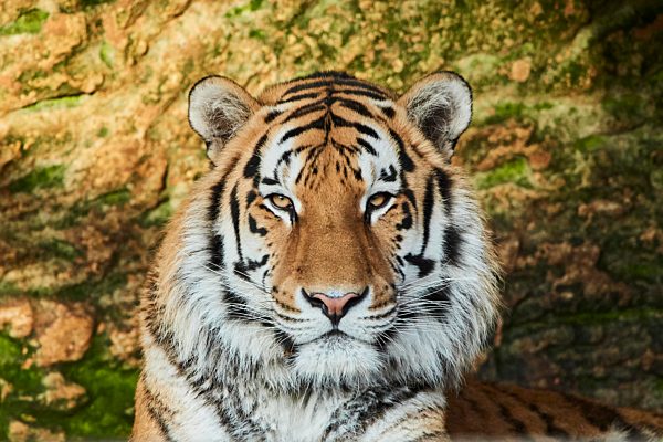 Königstiger (Panthera tigris tigris), Porträt, captive, Deutschland, Europa