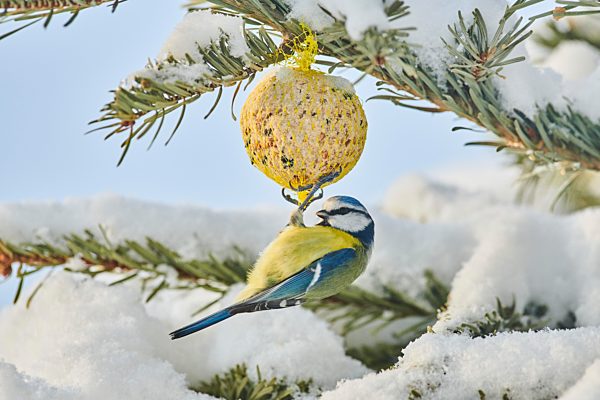 Vogelfütterung im Winter Vögel brauchen im Winter vielerorts Futter von uns, um zu überleben. Am besten bereits vor dem Wintereinbruch mit dem Füttern beginnen. Die Vögel können so ihren Energiespeicher frühzeitig füllen.