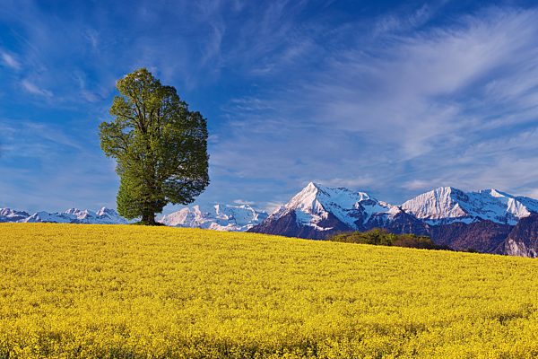Einzelner Baum in blühendem Rapsfeld, Ausblick auf Berg Niesen und verschneite Berner Alpen, Kanton Bern, Schweiz, Europa