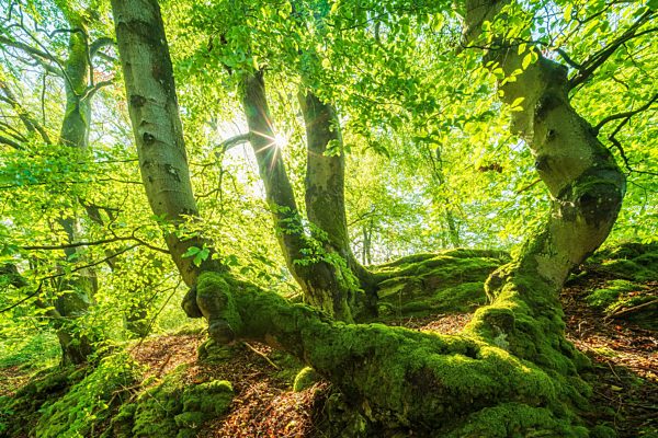 Sonniger Buchenwald im Frühjahr, knorrige alte Buchen, mit Moos bedeckt, Nationalpark Kellerwald-Edersee, UNESCO-Weltnaturerbestätte Buchenurwälder und Alte Buchenwälder der Karpaten und anderer Regionen Europas, Hessen, Deutschland, Europa