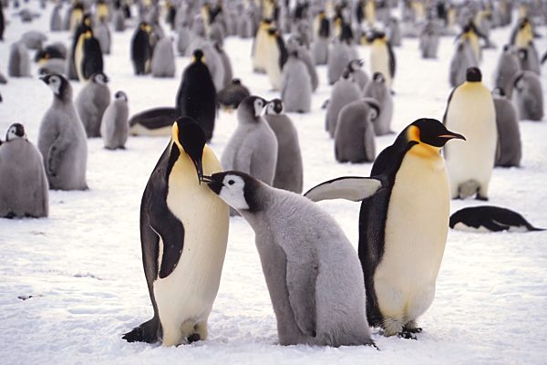 Junger Kaiserpinguin (Aptenodytes forsteri) bei der Fütterung in der Kolonie nahe der British Haley Antarctic Station, Atka Bay, Weddellmeer, Antarktis, Antarktika