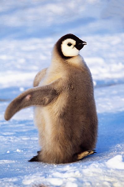 Juveniler Kaiserpinguin (Aptenodytes forsteri) auf Eisscholle, Atka Bay, Weddellmeer, Antarktis, Antarktika