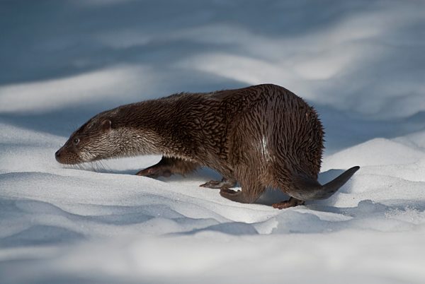 Europäischer Fischotter (Lutra lutra) auf Nahrungsuche im Schnee, Brandenburg, Deutschland, Europa