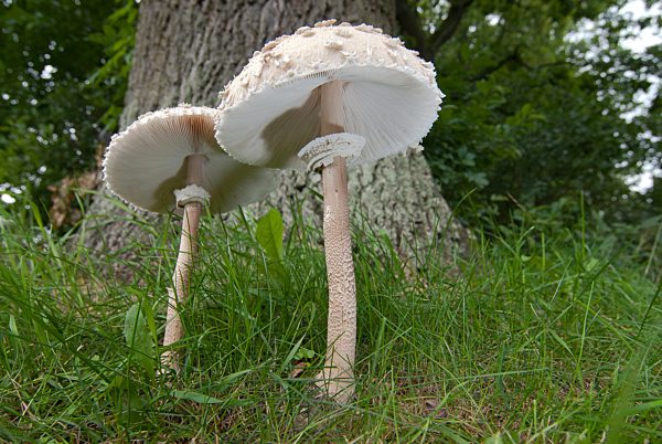 Parasolpilz (Macrolepiota procera) Standort direkt an einer Eiche, Nordrhein-Westfalen, Deutschland, Europa