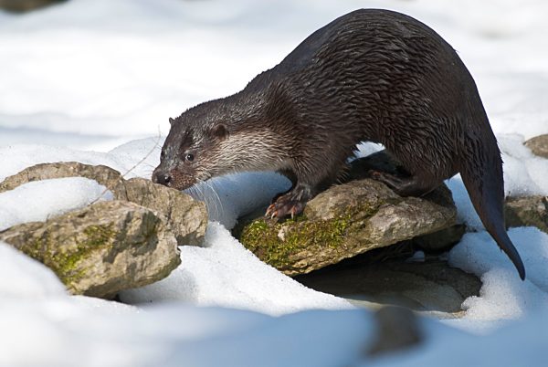 Europäischer Fischotter (Lutra lutra) auf Nahrungsuche im Schnee, Brandenburg, Deutschland, Europa