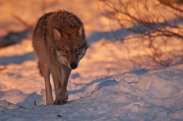 Europäischer Wolf (Canis lupus) schnürt auf einem Wildwechsel bei Schnee, bei Kresna, Bulgarien, Europa