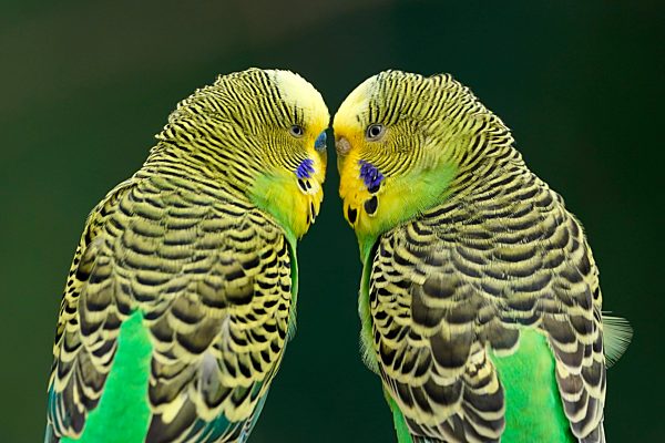 Wellensittich (Melopsittacus undulatus) Paarungsverhalten, Captive, Deutschland, Europa