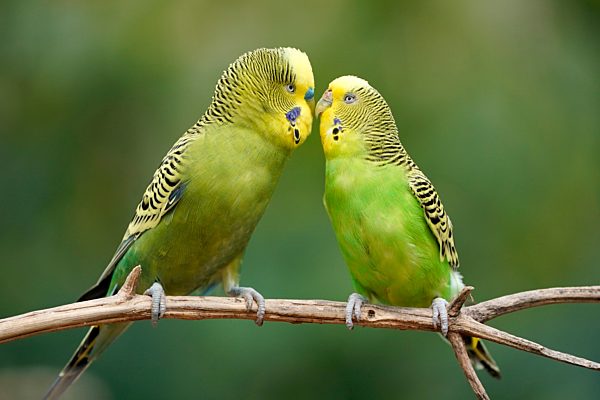 Wellensittich (Melopsittacus undulatus) Paarungsverhalten, Captive, Deutschland, Europa