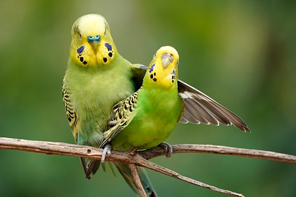 Wellensittich (Melopsittacus undulatus) Paarungsverhalten, Captive, Deutschland, Europa