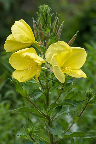 Blüten einer Gemeinen Nachtkerze (Oenothera biennis) Bayern, Deutschland, Europa