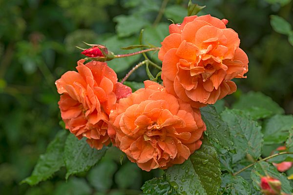 Rosenblüten mit Regentropfen, Bayern, Deutschland, Europa