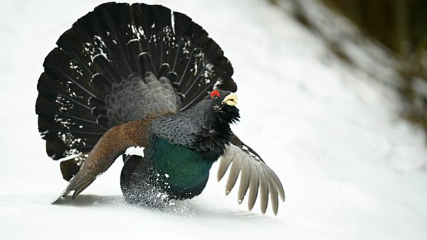 Auerhuhn (Tetrao urogallus), Hahn während der Balz im Wald, Almenland, Steiermark, Österreich, Europa