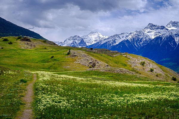 Tartscher Bühl, Bühel, Bichl, bei Tartsch, mit Ortler Massiv, Vinschgau, Südtirol, Italien, Europa