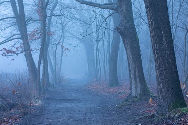 Waldweg in nebliger Herbststimmung, Deutschland, Europa