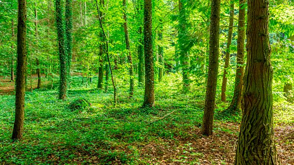 Früher Morgen im Wald, Sommer, Polen, Europa