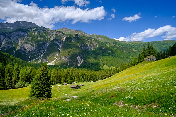 Almwiesen der Oberreinsalm, bei Obernberg am Brenner, Obernberger Tal, Tirol, Österreich, Europa
