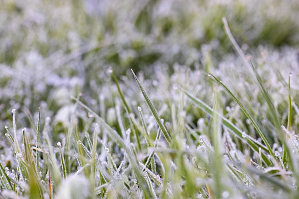 Grashalme mit Raureif , Wiese, Österreich, Europa