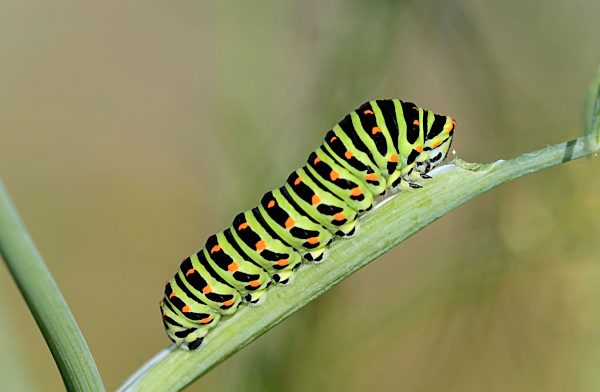 Raupe des Schwalbenschwanz Schmetterlings (Papilio machaon) auf Fenchel, Wallis, Schweiz, Europa