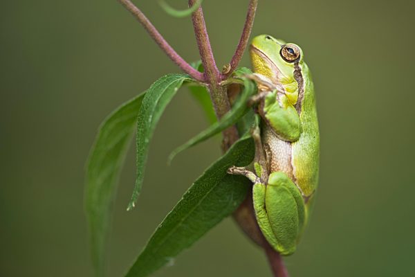 Laubfrosch (Hyla arborea), Nordrhein-Westfalen, Deutschland, Europa