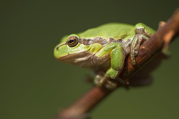 Laubfrosch (Hyla arborea), Nordrhein-Westfalen, Deutschland, Europa