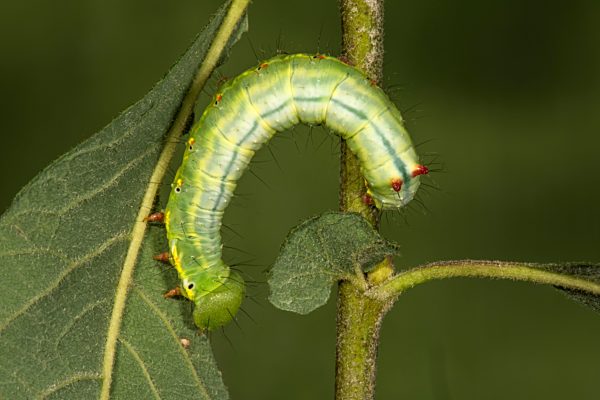 Kamel-Zahnspinner (Ptilodon capucina) Raupe an Öhrchen-Weide (Salix aurita), Baden-Württemberg, Deutschland, Europa