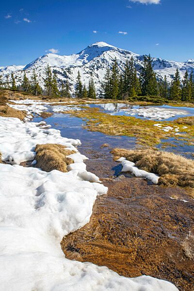 Frühlingshafte Gebirgslandschaft mit Schmelzwassertümpeln und Fichten, hinten der Gilfert, Naunz, Tuxer Voralpen, Tirol, Österreich, Europa