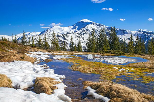 Frühlingshafte Gebirgslandschaft mit Schmelzwassertümpeln und Fichten, hinten der Gilfert, Naunz, Tuxer Voralpen, Tirol, Österreich, Europa