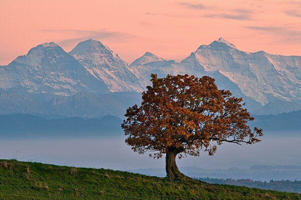 Herbstfarbene Eiche (Quercus), Abendstimmung nach Sonnenuntergang, dahinter Berner Alpen, Berge Eiger, Mönch, Jungfrau, Kanton Basel-Landschaft, Schweiz, Europa