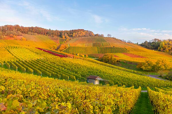 Weinberge im Herbst bei Korb im Remstal, Baden-Württemberg, Deutschland, Europa