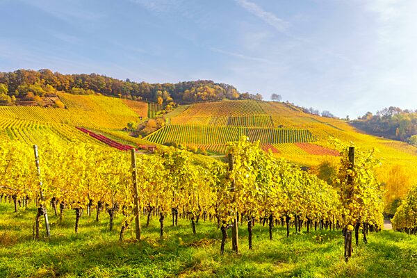 Weinberge im Herbst bei Korb im Remstal, Baden-Württemberg, Deutschland, Europa