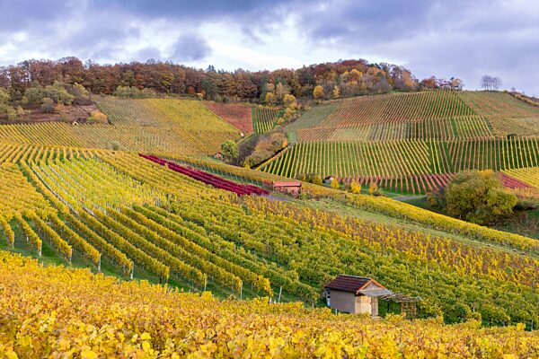 Weinberge im Herbst bei Korb im Remstal, Baden-Württemberg, Deutschland, Europa