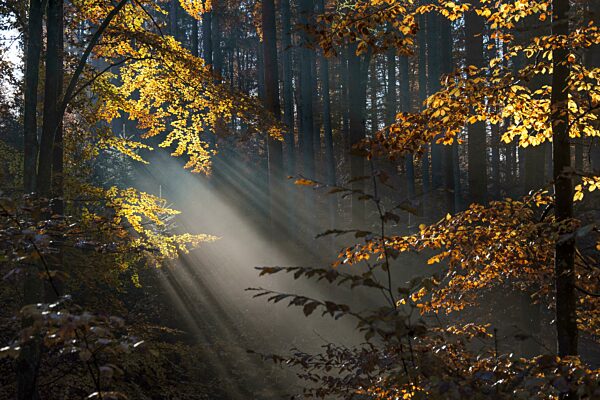 Nebelstimmung im Herbstwald, Baden-Württemberg, Deutschland, Europa