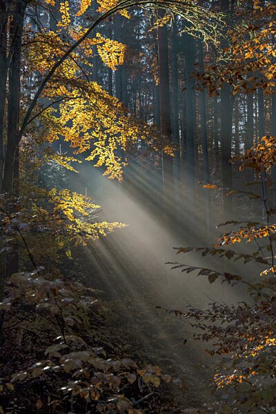 Nebelstimmung im Herbstwald, Baden-Württemberg, Deutschland, Europa