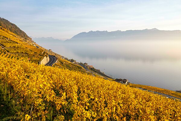 Weinberge im Herbst bei Epesses, UNESCO Weltkulturerbe Lavaux, Genfersee, Waadt, Schweiz, Europa