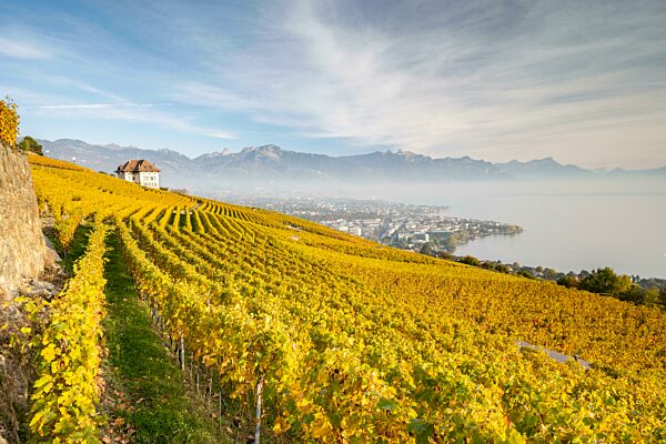 Weinberge im Herbst bei Chardonne, UNESCO Weltkulturerbe Lavaux, Genfersee, Waadt, Schweiz, Europa
