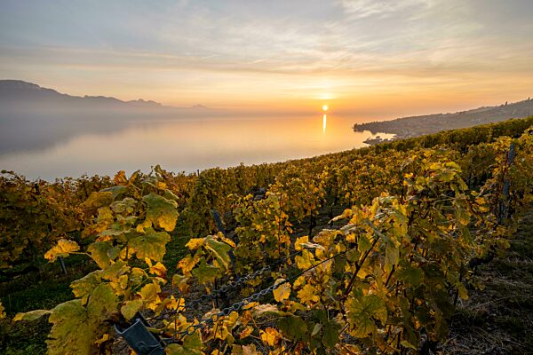 Ausblick vom Winzerdorf Epesses auf Weinberge und Genfersee, Sonnenuntergang, UNESCO Weltkulturerbe Lavaux, Waadt, Schweiz, Europa