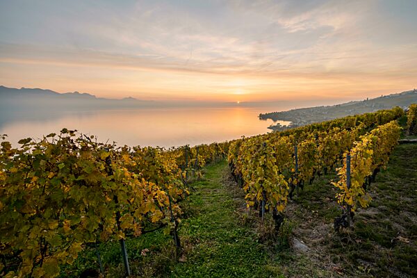Ausblick vom Winzerdorf Epesses auf Weinberge und Genfersee, Sonnenuntergang, UNESCO Weltkulturerbe Lavaux, Waadt, Schweiz, Europa