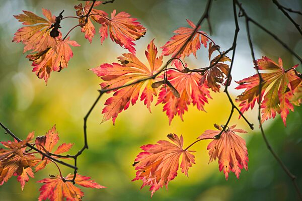 Eisenhutblättriger Ahorn (Acer japonicum Aconitifolium), Emsland, Niedersachsen, Deutschland, Europa