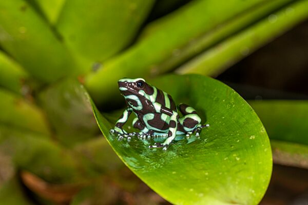 Goldbaumsteiger (Dendrobates auratus) auf Bromelie, ein mittelgroßer Pfeilgiftfrosch, Sarapiqui Gebiet, Costa Rica, Mittelamerika