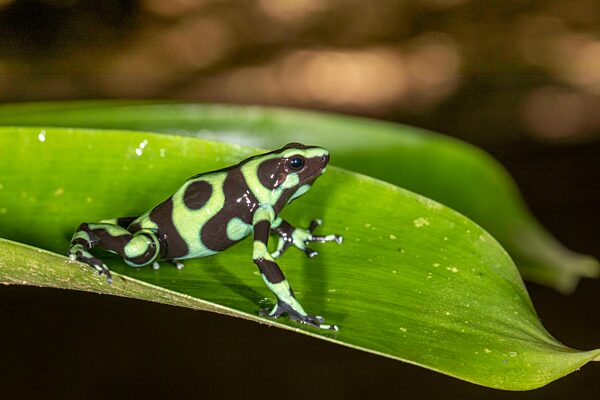 Goldbaumsteiger (Dendrobates auratus) auf Bromelie, ein mittelgroßer Pfeilgiftfrosch, Sarapiqui Gebiet, Costa Rica, Mittelamerika