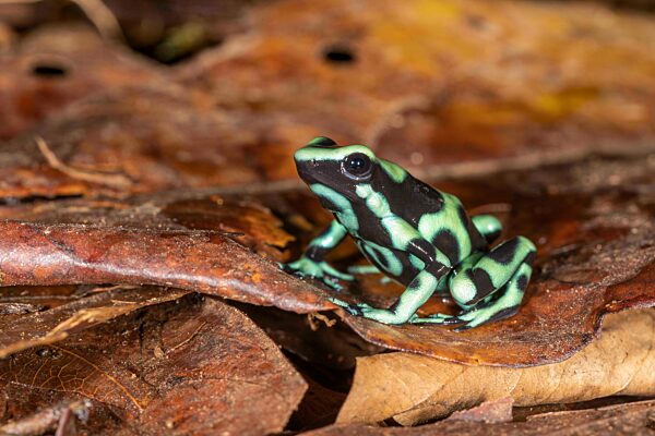 Goldbaumsteiger (Dendrobates auratus) auf Blattlaub, ein mittelgroßer Pfeilgiftfrosch, Sarapiqui Gebiet, Costa Rica, Mittelamerika