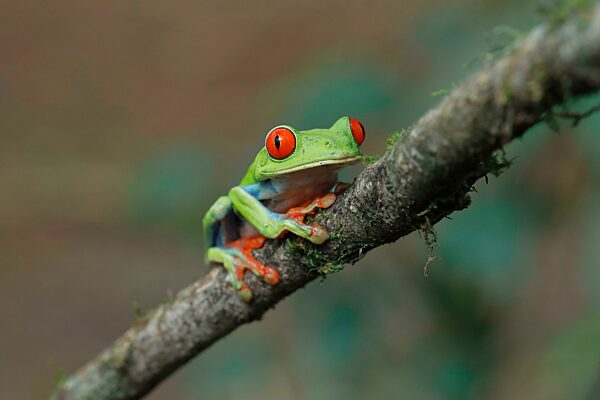Rotaugenlaubfrosch (Agalychnis callidryas), karibische Rasse mit blauen Flanken, auf Ast, Sarapiqui Gebiet, Costa Rica, Mittelamerika