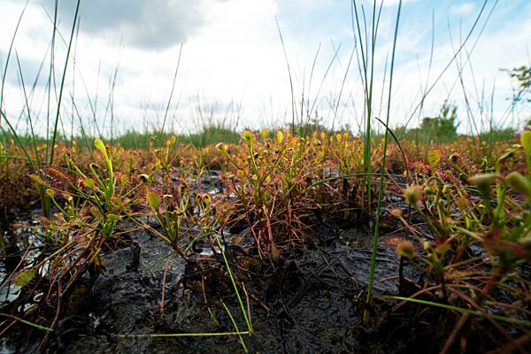 Mittlerer Sonnentau (Drosera intermedia), großer Bestand im Biotop bei schönem Sommerwetter, Neustädter Moor, Niedersachsen, Deutschland, Europa